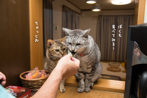 新しいおいしさ_d0355333_17301837.jpg