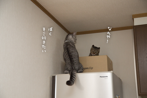 ちょっと似てきた_d0355333_17301987.jpg