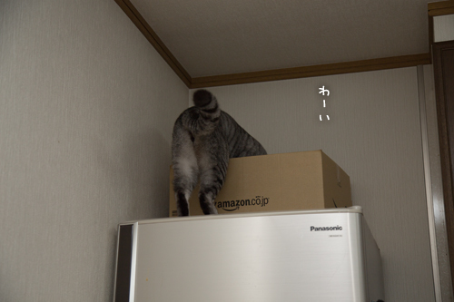 ちょっと似てきた_d0355333_17302026.jpg