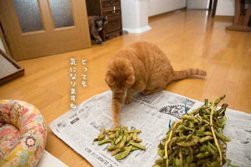 17歳がフィーバー_d0355333_17302428.jpg