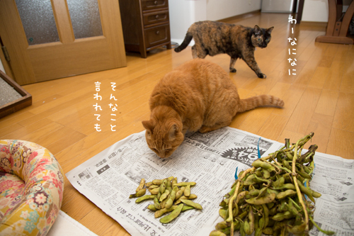 17歳がフィーバー_d0355333_17302448.jpg