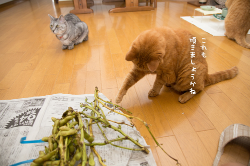 よし、そろそろ本腰いれて_d0355333_17302536.jpg