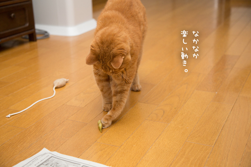 よし、そろそろ本腰いれて_d0355333_17302541.jpg