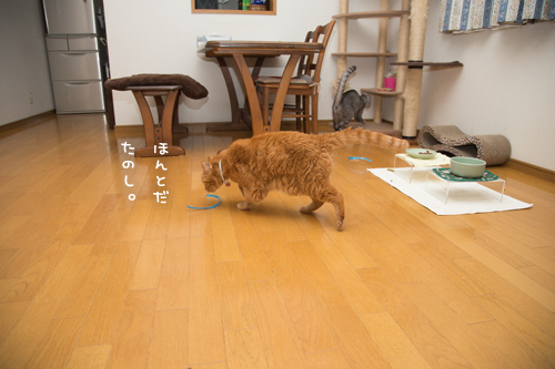 よし、そろそろ本腰いれて_d0355333_17302672.jpg