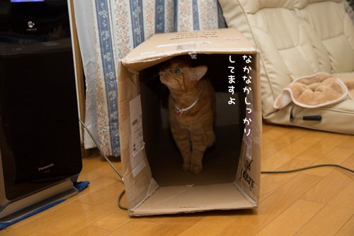わりかしあかん子。_d0355333_17302951.jpg
