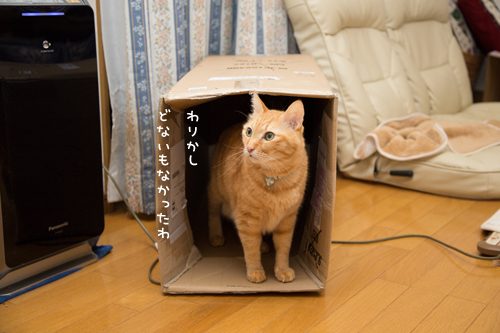 わりかしあかん子。_d0355333_17303008.jpg