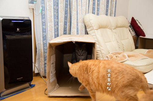 わりかしあかん子。_d0355333_17303074.jpg