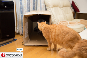 ダンボール一個でいっぱい遊べる_d0355333_17303082.jpg