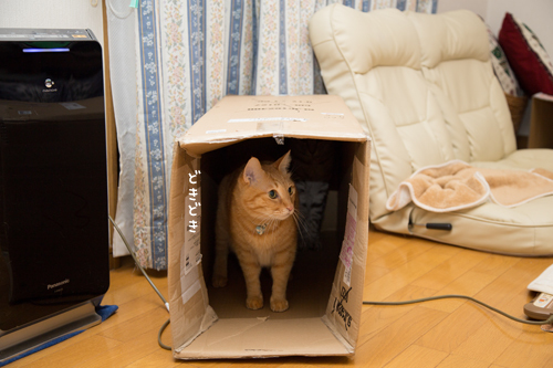 わりかしあかん子。_d0355333_17303083.jpg