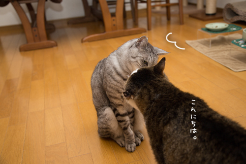 あいさつは大切。_d0355333_17303494.jpg