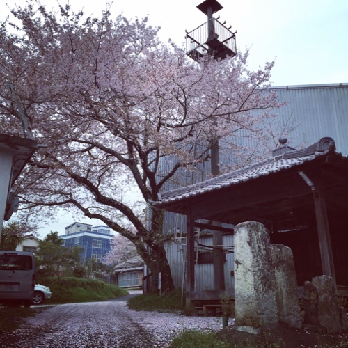 桜の木の子猫たち_d0355333_17303690.jpg