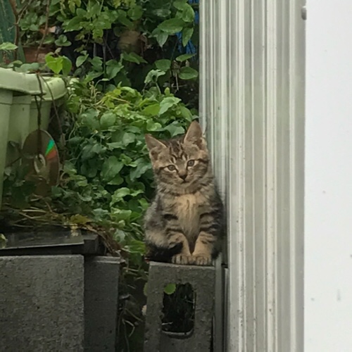 桜の木の子猫たち、その後。_d0355333_17303851.jpg