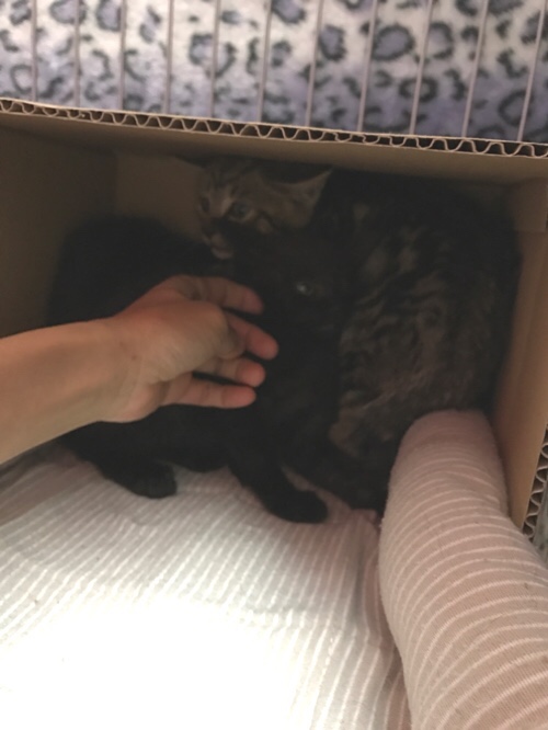 桜の木の子猫たち、我が家へ。_d0355333_17303941.jpg