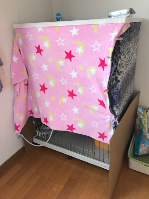 桜の木の子猫たち、我が家へ。_d0355333_17303945.jpg