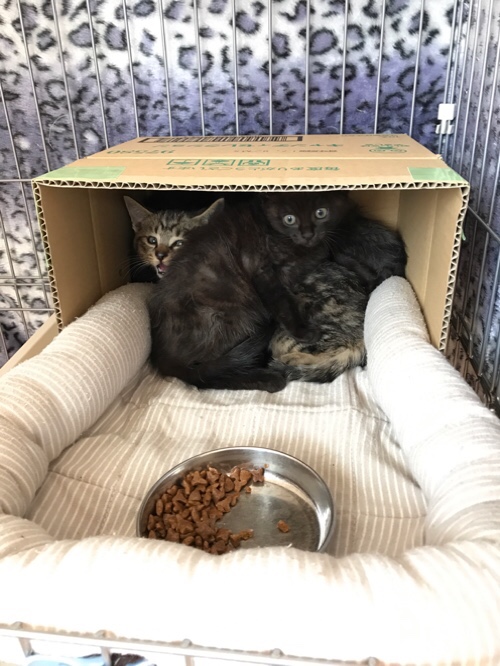 桜の木の子猫たち、我が家へ。_d0355333_17303965.jpg