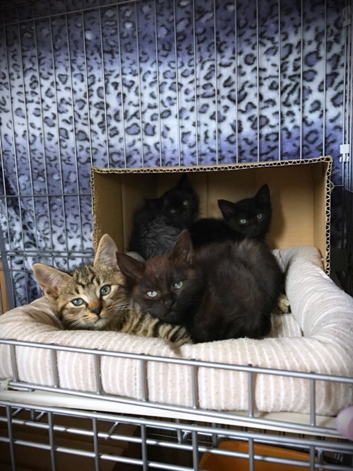 こねこは時間どろぼう_d0355333_17304233.jpg