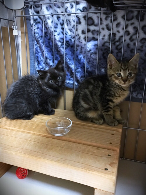 桜の木のこねこたちの名前_d0355333_17304282.jpg