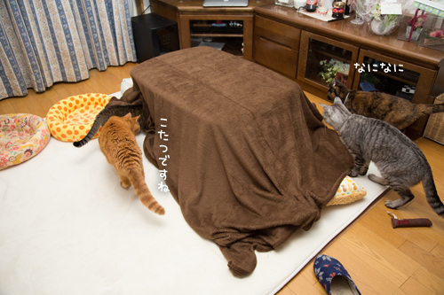 猫を吸い込むこたつ_d0355333_17304608.jpg