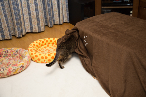 猫を吸い込むこたつ_d0355333_17304623.jpg