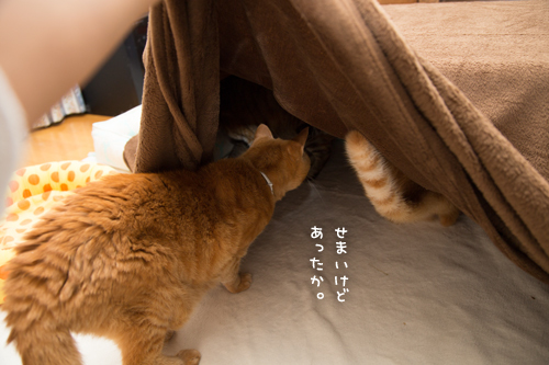 猫を吸い込むこたつ_d0355333_17304644.jpg
