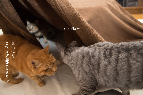 猫を吸い込むこたつ_d0355333_17304696.jpg