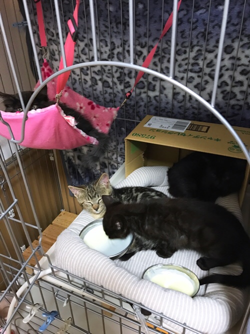こねこたちワクチンへ_d0355333_17304979.jpg