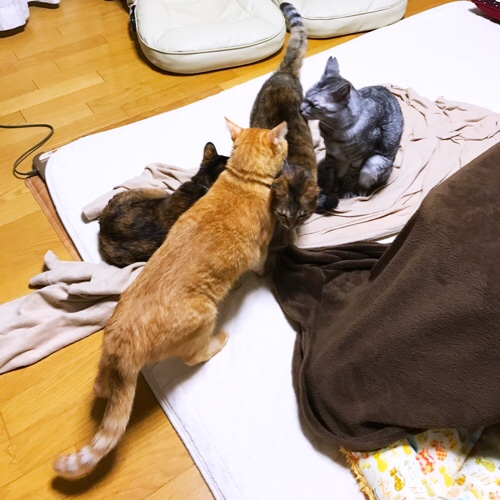 退院はしたけれど_d0355333_17305311.jpg