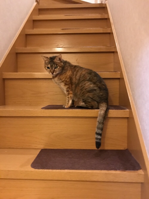 やっぱり病院正解_d0355333_17305402.jpg