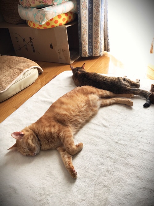 のんびり日曜日_d0355333_17305704.jpg