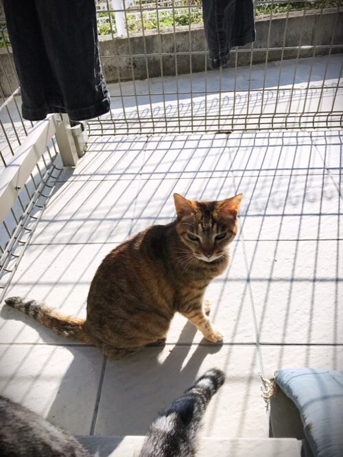 のんびり日曜日_d0355333_17305717.jpg