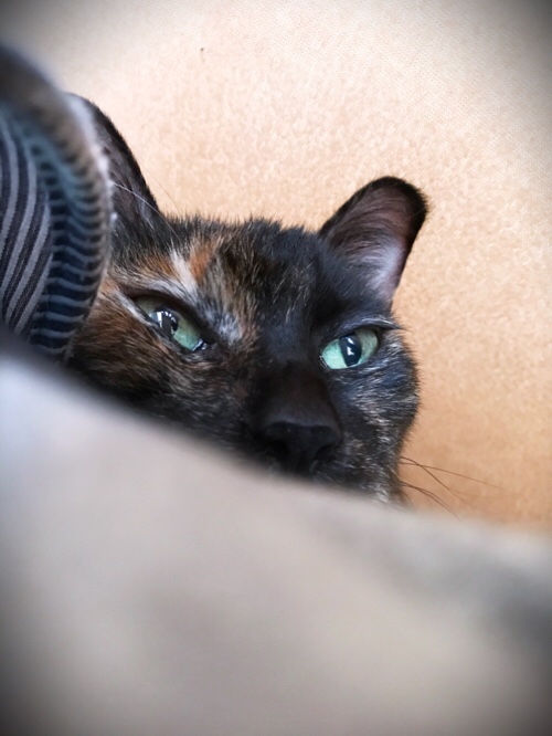 のんびり日曜日_d0355333_17305849.jpg