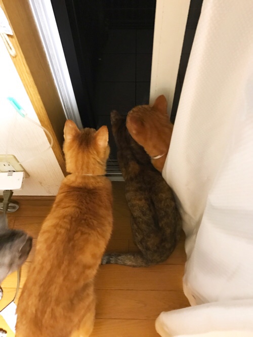 夜風に吹かれて_d0355333_17305925.jpg
