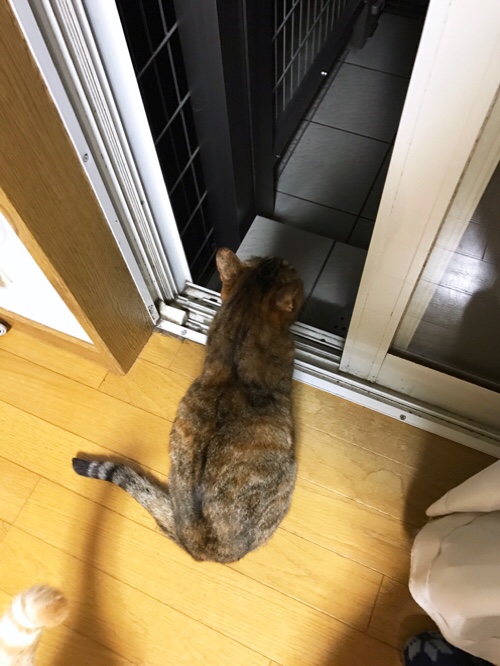 夜風に吹かれて_d0355333_17310065.jpg