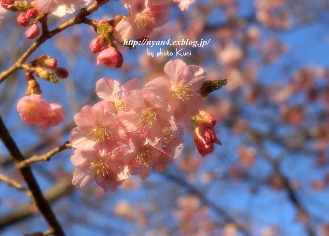 河津桜とメジロを求めて_f0166234_04221002.jpg
