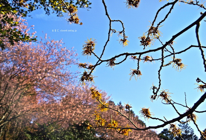 満作と初御代桜_f0315034_15132279.jpg