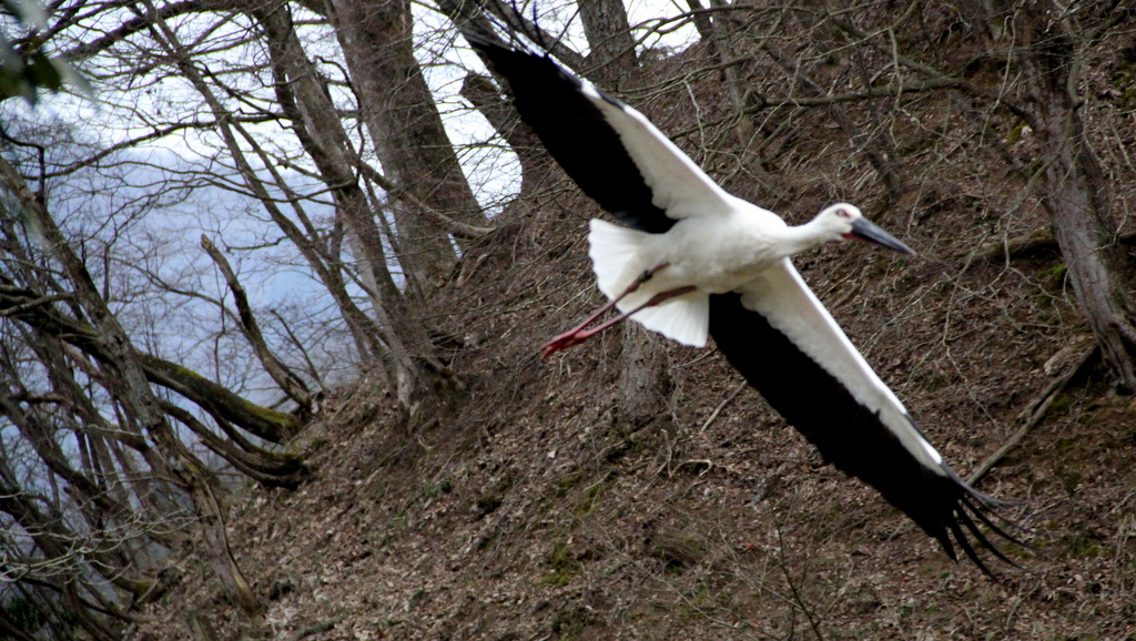 コウノトリ郷公園（3月）_d0184337_223426.jpg