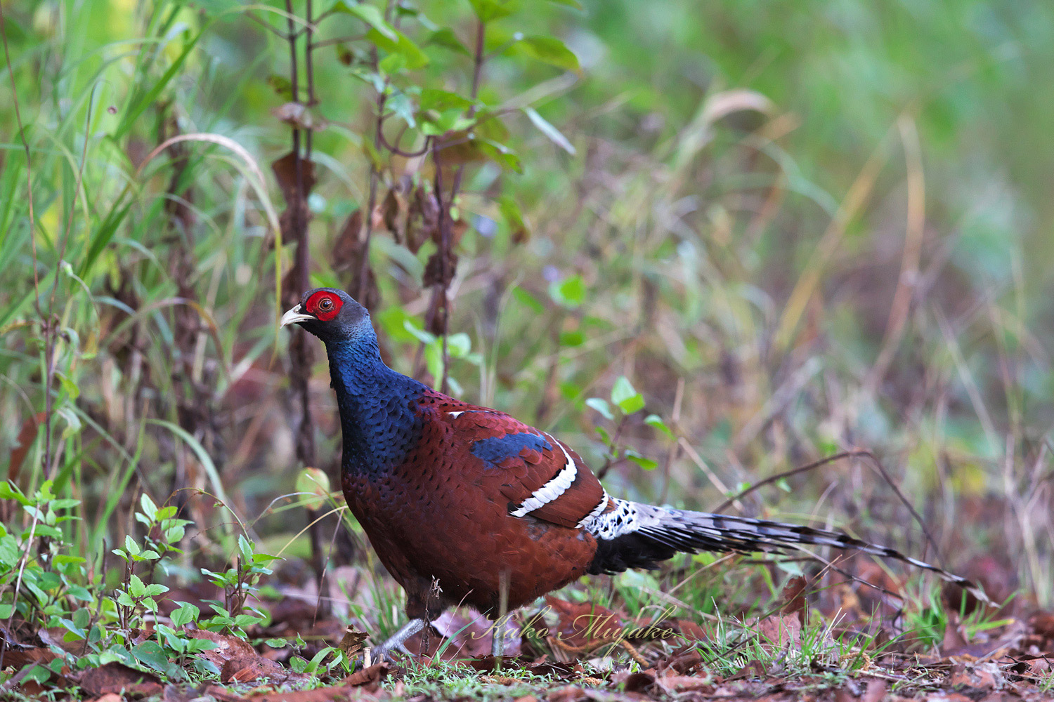 ・ビルマカラヤマドリ Mrs Hume`s Pheasant_d0013455_13115536.jpg