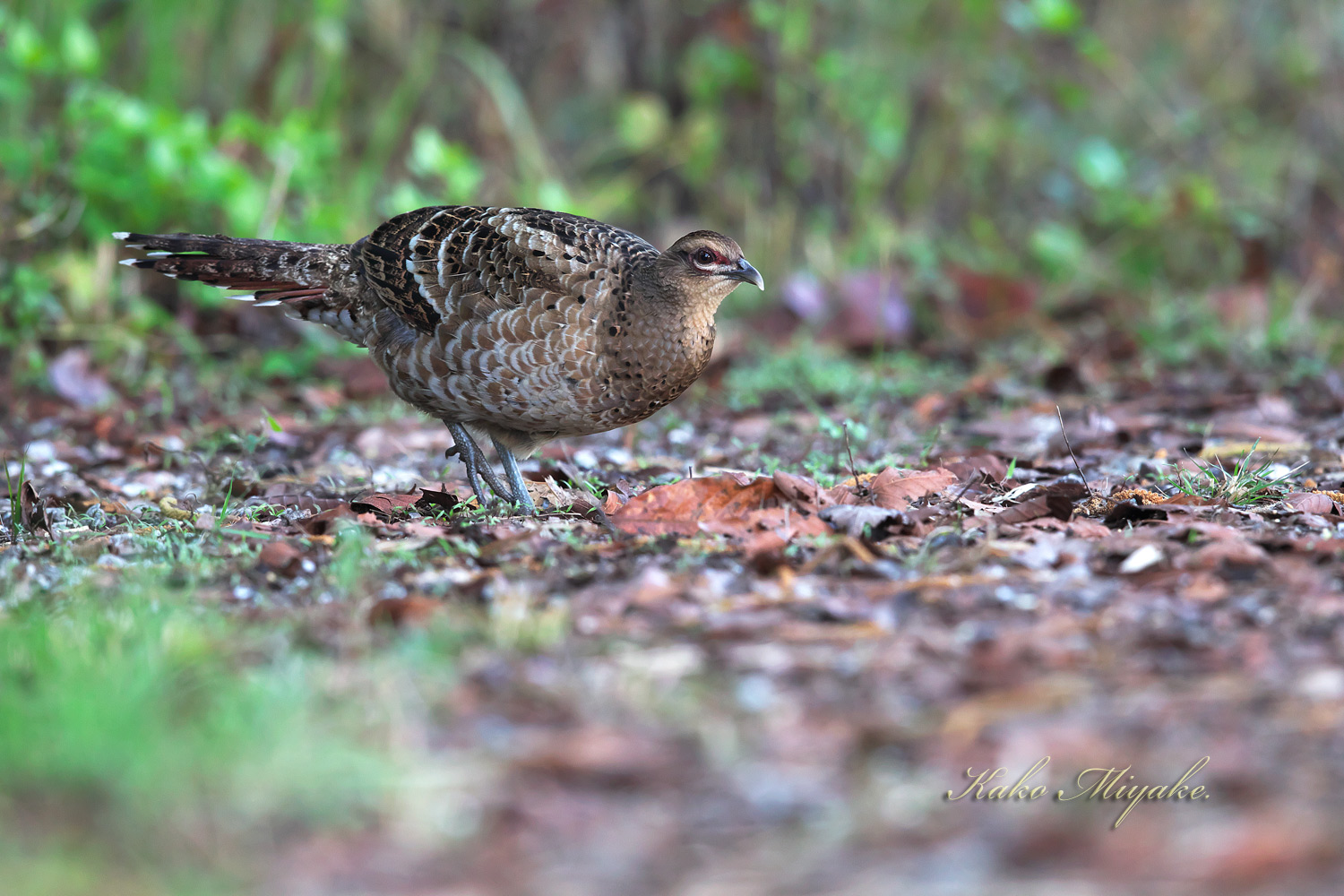 ・ビルマカラヤマドリ Mrs Hume`s Pheasant_d0013455_1355036.jpg