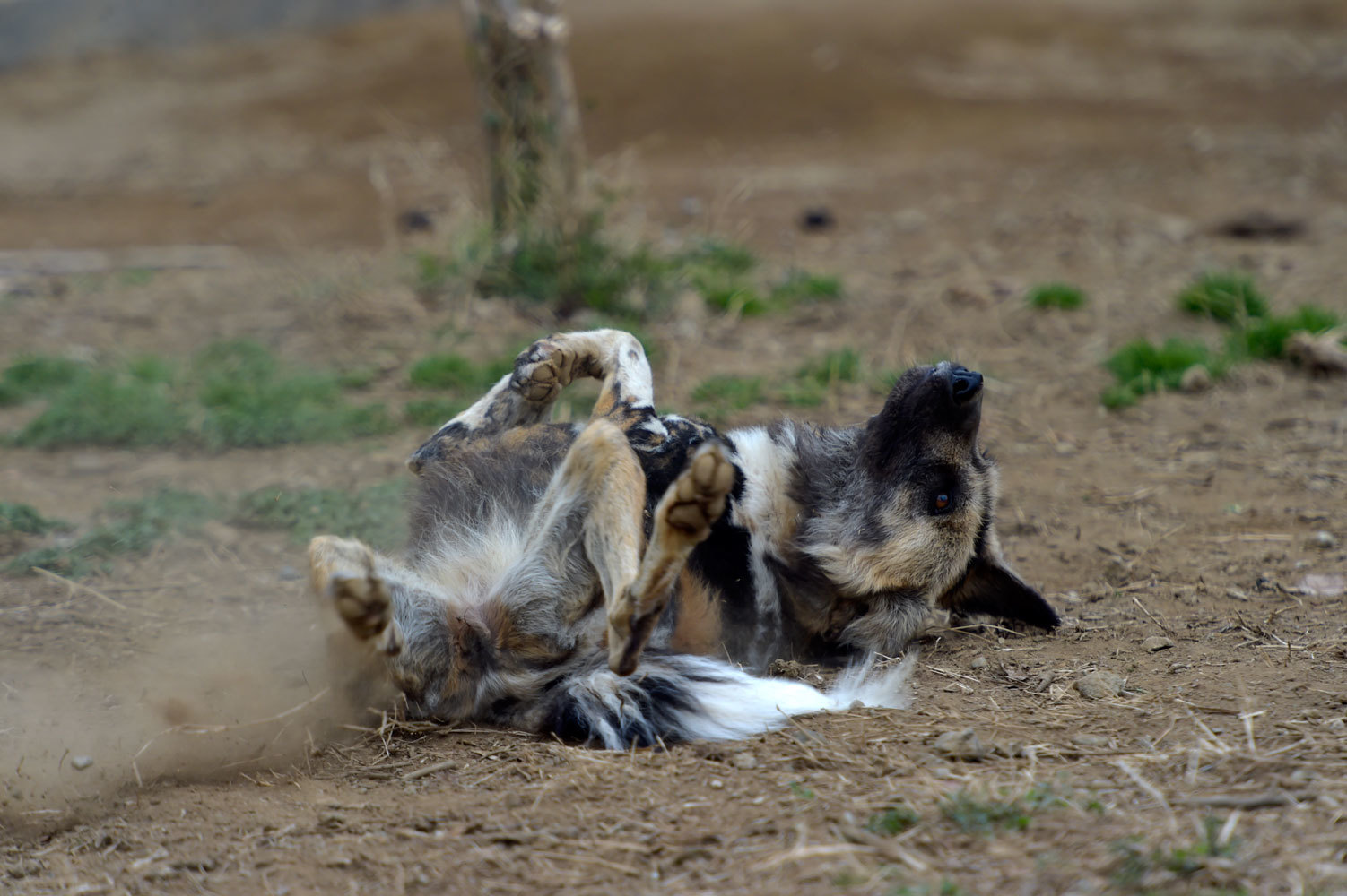 砂煙 動物園へ行こう 砂煙 動物園へ行こう
