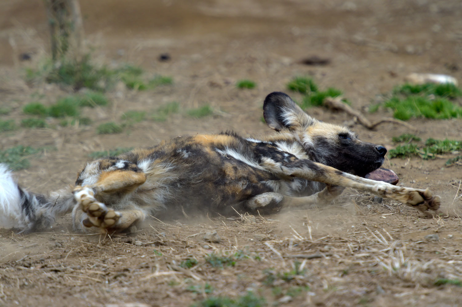 砂煙 動物園へ行こう 砂煙 動物園へ行こう