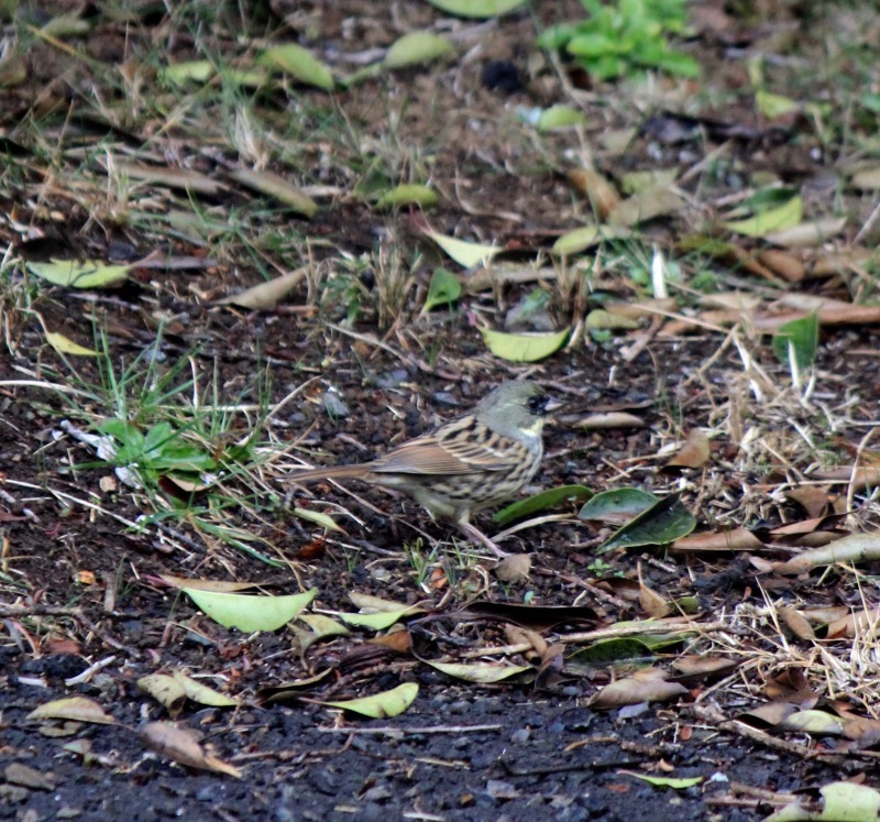 a0248459_15373948.jpg