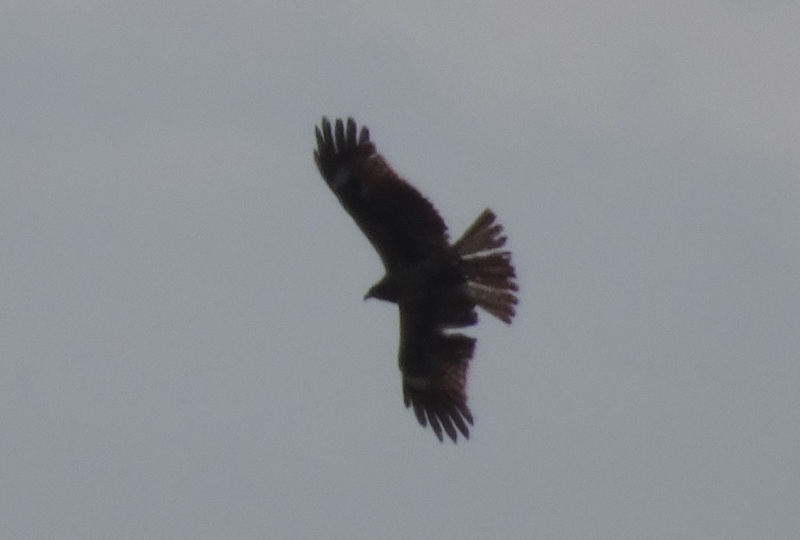 c0108460_20461727.jpg