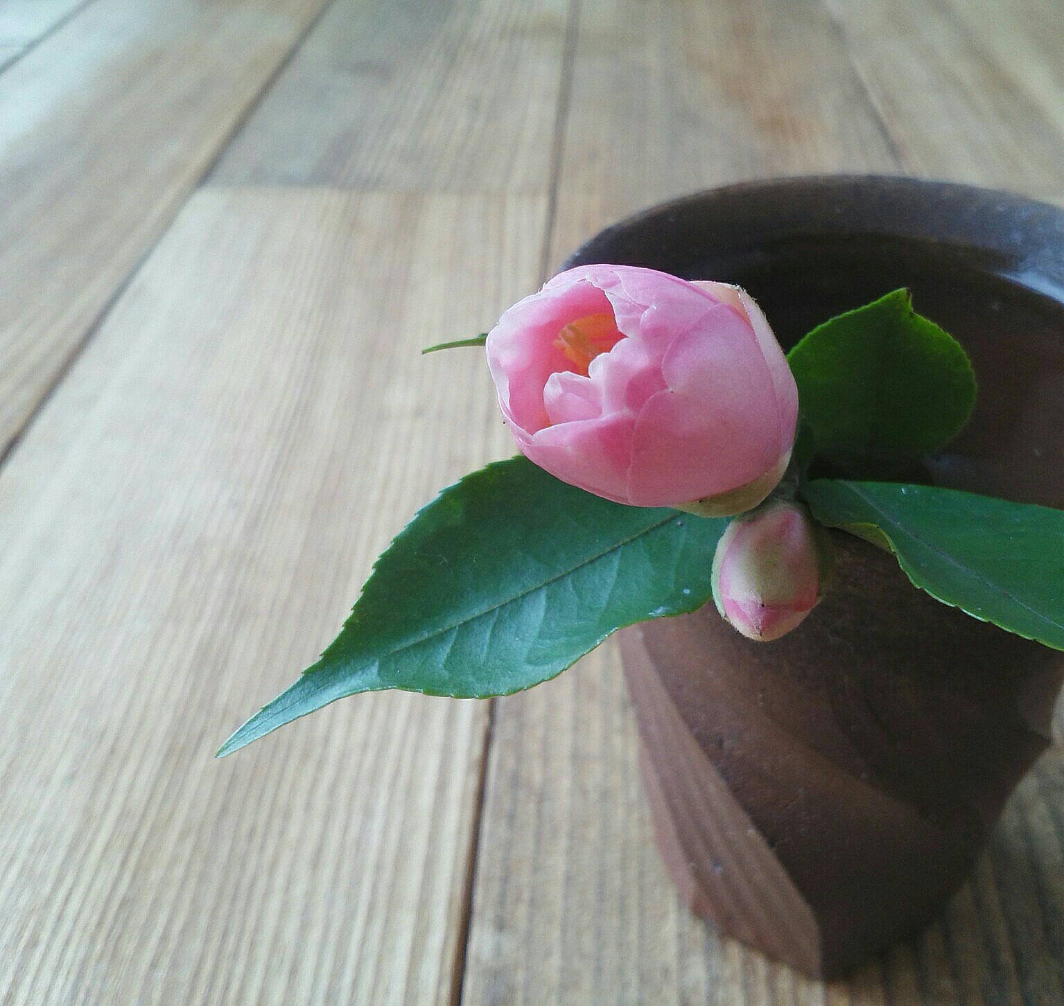 さくら、さく…_b0368362_20594811.jpg
