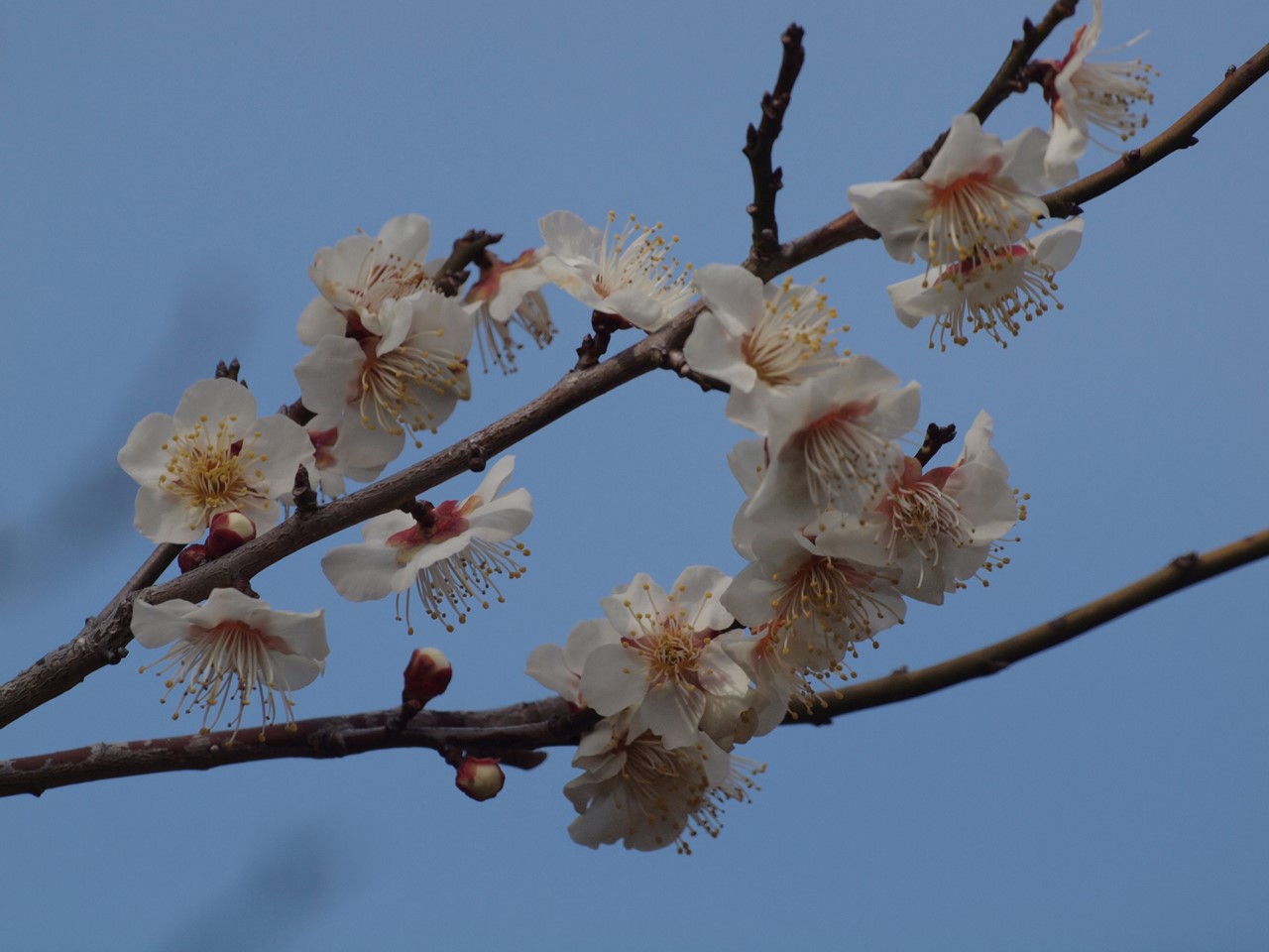 『梅花と姫踊子草の花･････』_d0054276_19481827.jpg