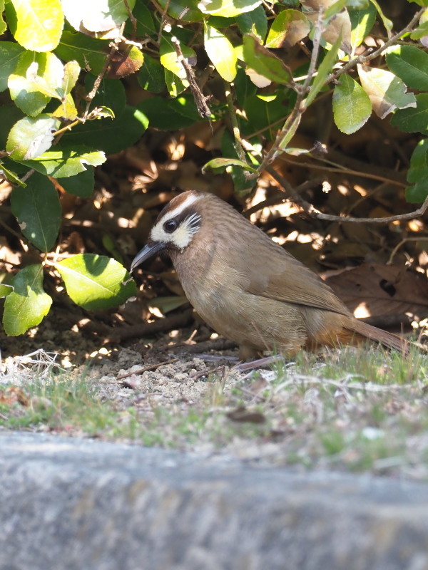 外来種カオジロガビチョウ_f0372177_21304313.jpg