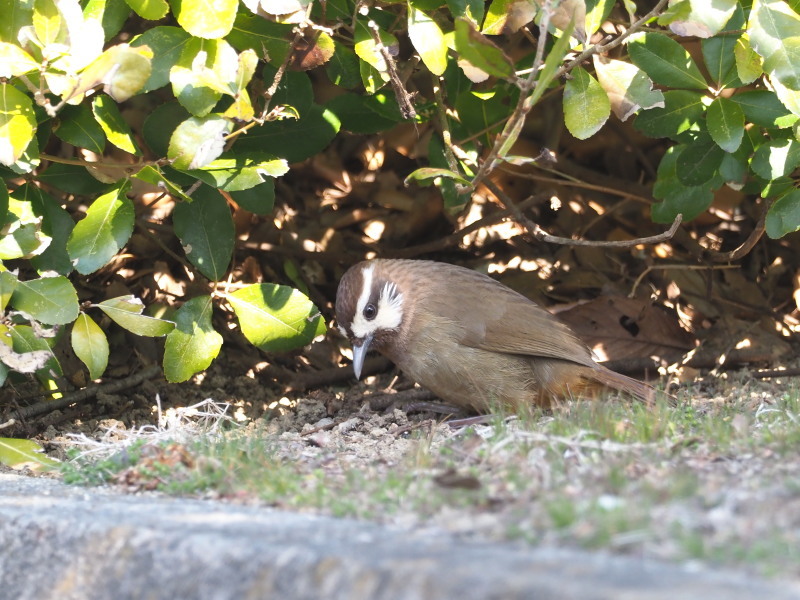 外来種カオジロガビチョウ_f0372177_21310359.jpg