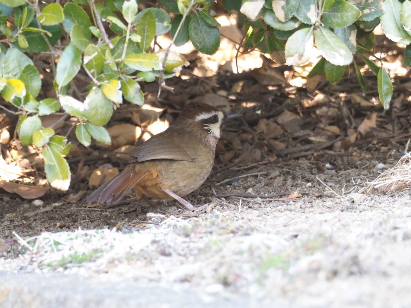 外来種カオジロガビチョウ_f0372177_21310688.jpg