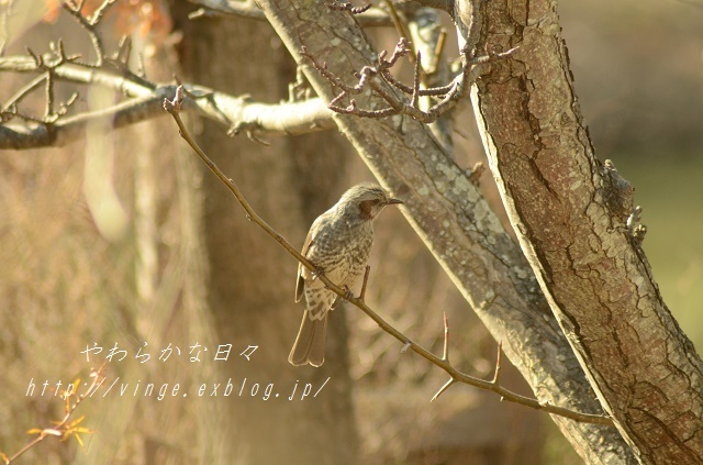 a0158478_10313164.jpg