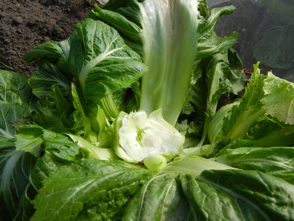 初めて作った野菜 蕾菜それとも祝蕾 しゅくらい ばあーばの日常