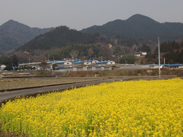 桜も見ごろ　　　　　3月7日_f0212999_1973691.jpg